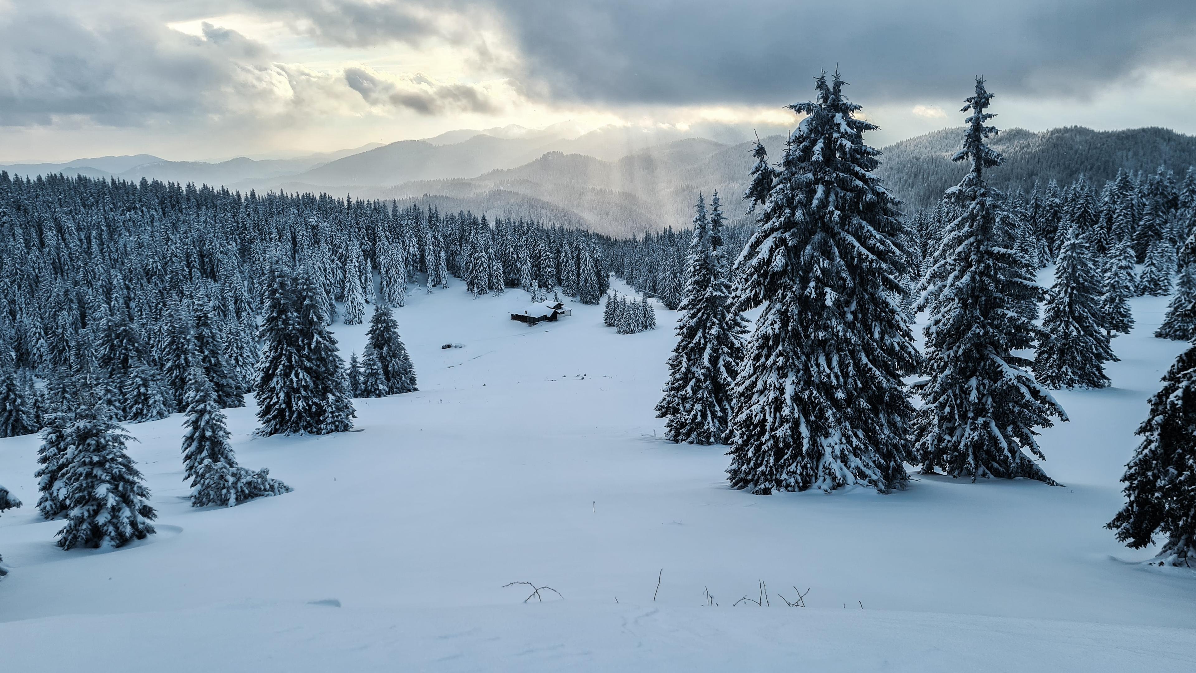 Snow capped trees on Bulagrian ski resort Pamporovo